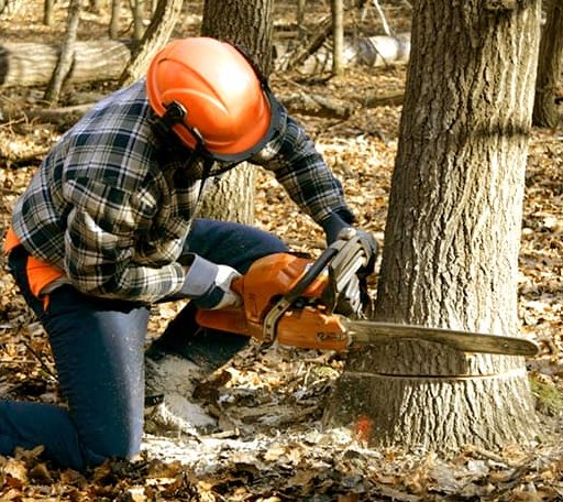 Tree Removal in Ashton, ID